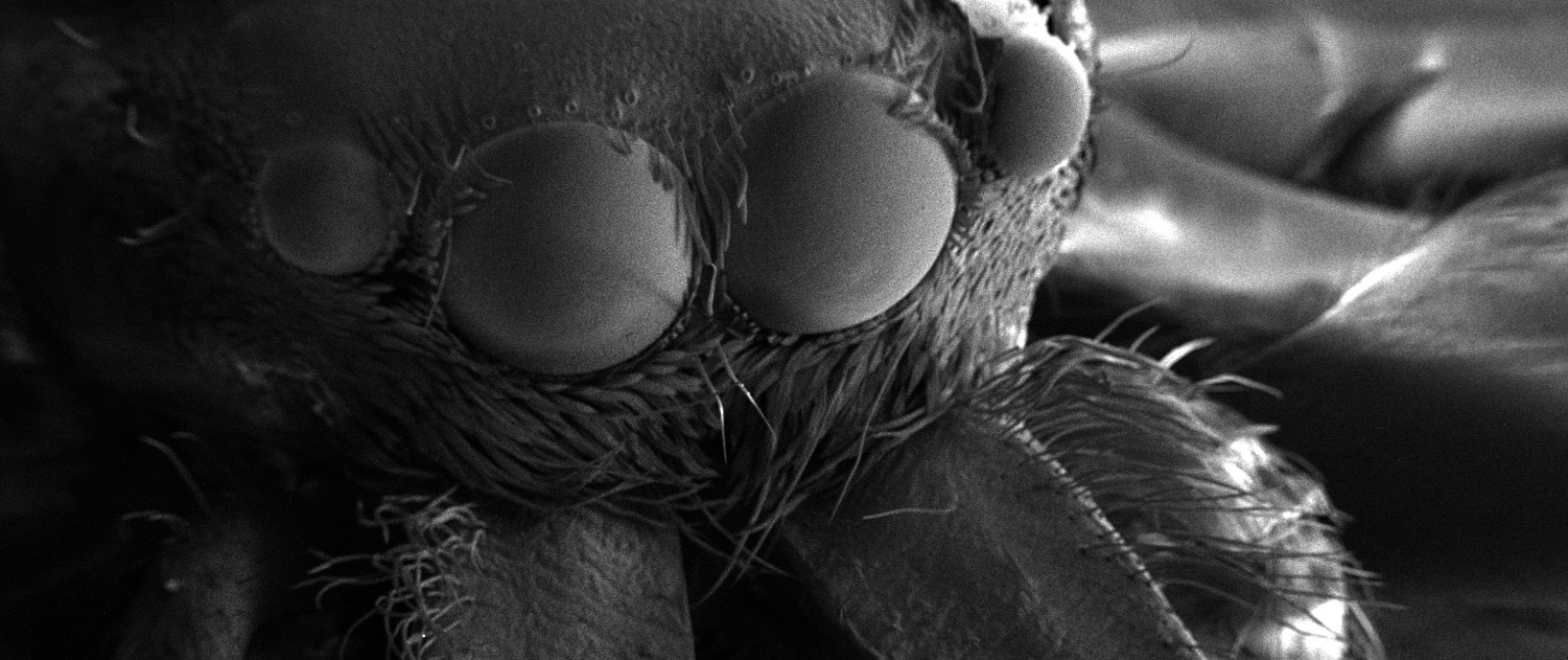 SEM-Spider_Head_crop.jpg