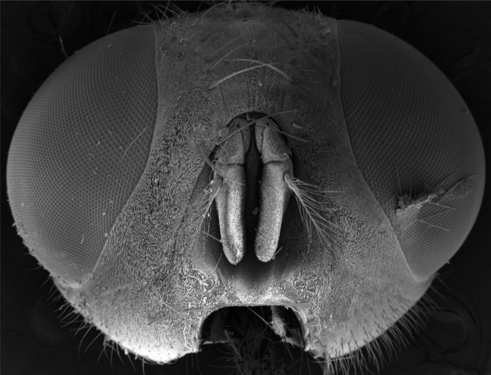 SEM-flyhead_low.jpg