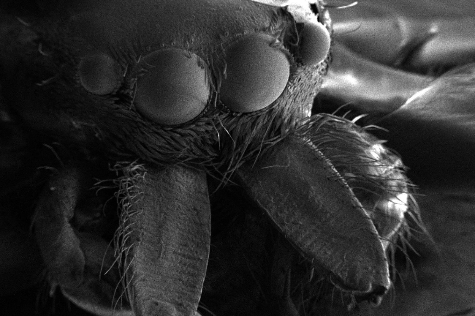 SEM-Spider_Head_cropped.jpg